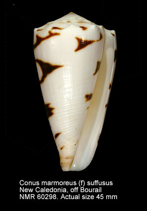 Conus marmoreus (f) suffusus.jpg - Conus marmoreus (f) suffususG.B.Sowerby,1870